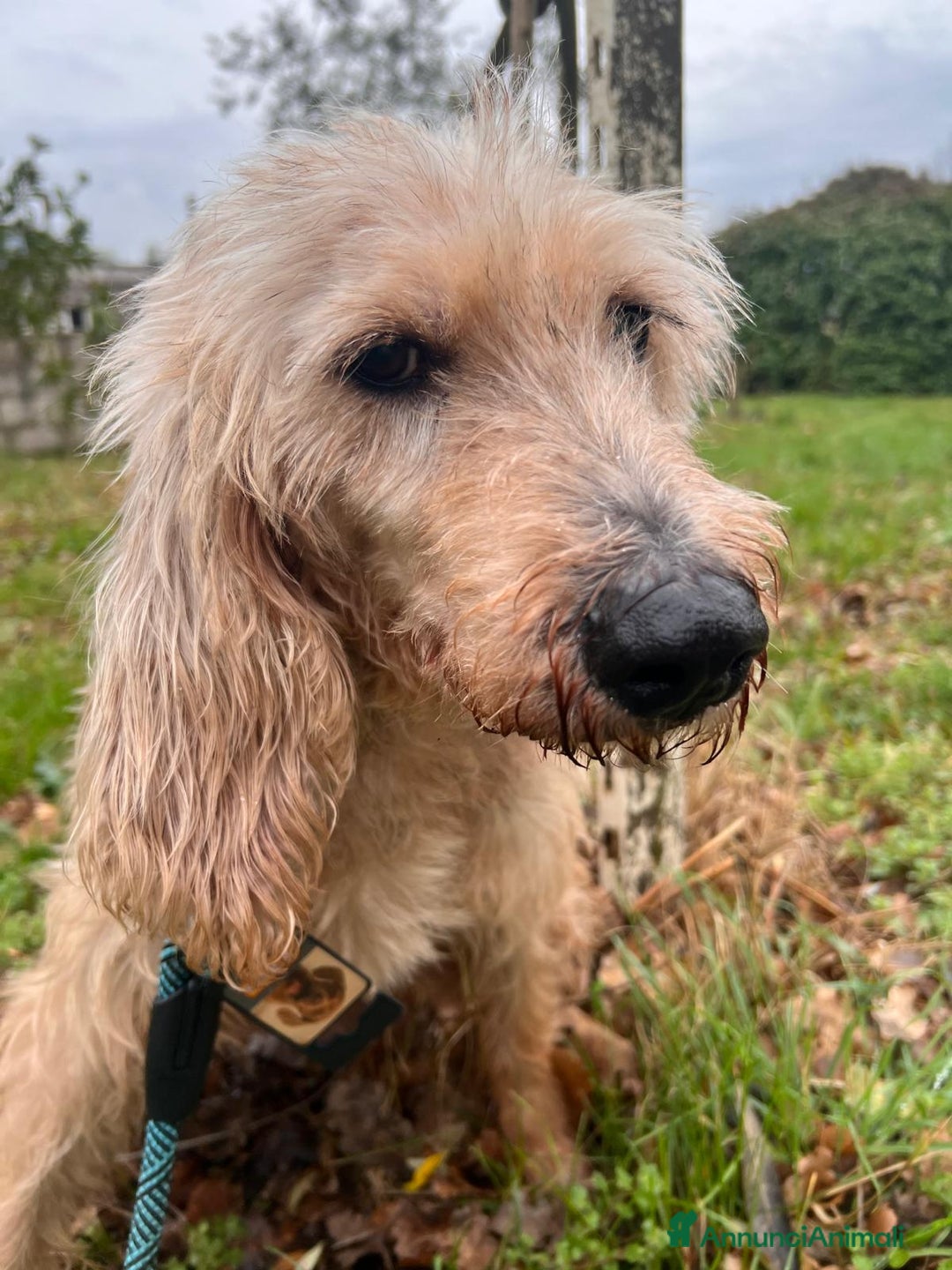 Meticcio cani in regalo: JERRY TENERISSIMO SPINONCINO - Annuncio 5