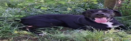 Meticcio cani in regalo: BENNY 💙 il canile gli va stretto. a Provincia di Reggio Emilia - Annuncio 2