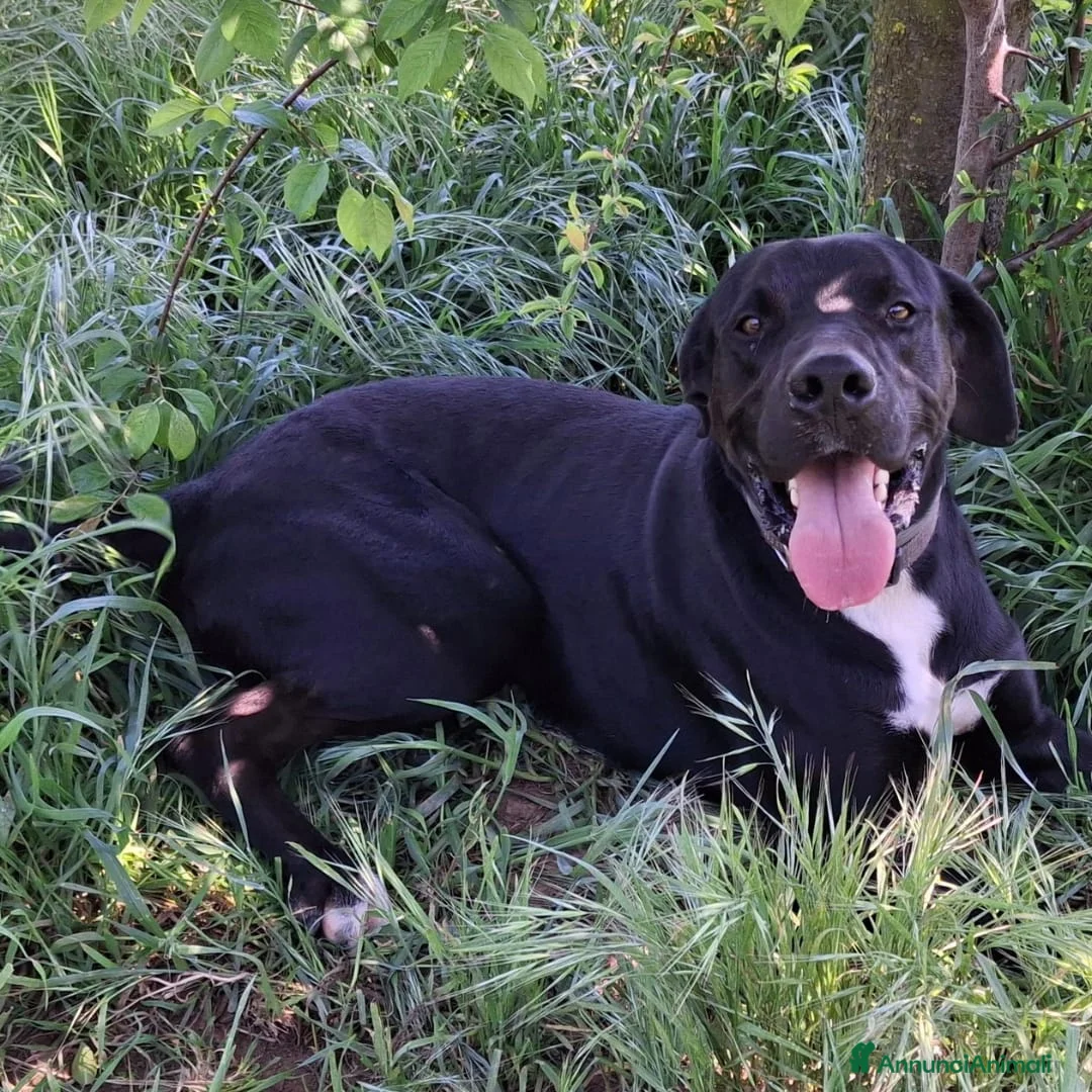 Meticcio cani in regalo: BENNY 💙 il canile gli va stretto. a Provincia di Reggio Emilia - Annuncio 2