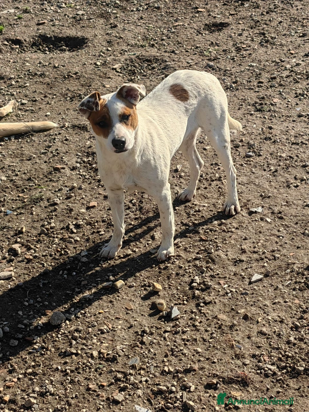 Meticcio cani in regalo: Loky: 10 mesi, taglia contenuta, socievole  - Annuncio 5