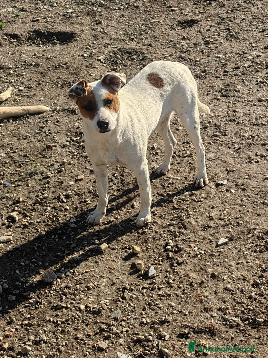 Meticcio cani in regalo: Loky: 10 mesi, taglia contenuta, socievole  - Annuncio 6