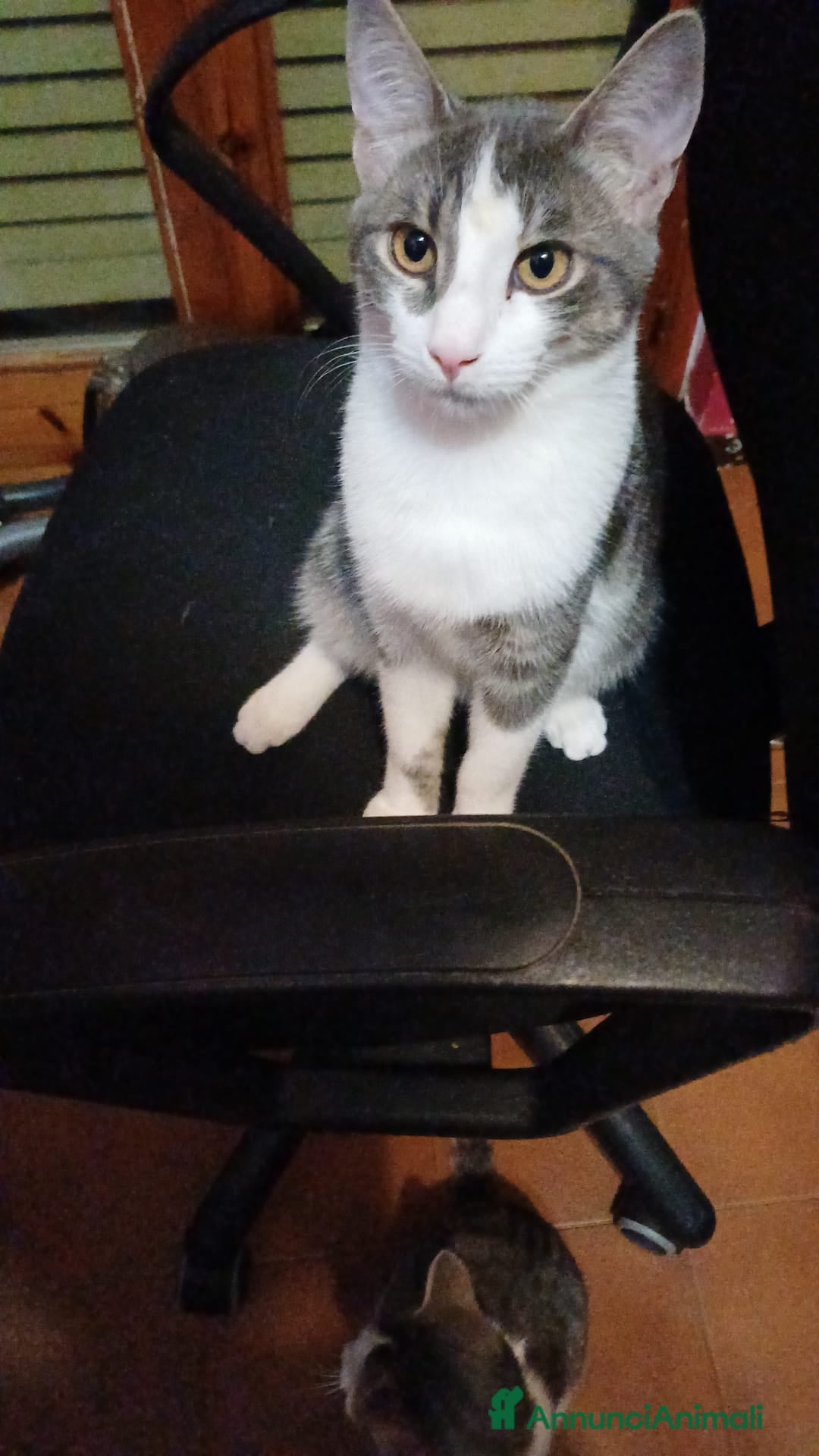 Meticcio gatti in regalo: GATTINI DOLCISSIMI  - Annuncio 8