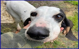 Segugio cani in regalo: MOIRA dolcissima segugia - Immagine 3