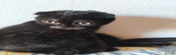 Scottish gatti in vendita: Gattini Scottish  - Annuncio 1