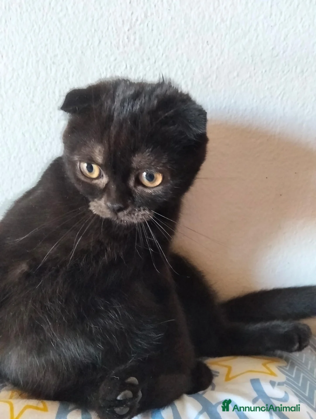 Scottish gatti in vendita: Gattini Scottish  - Annuncio 1