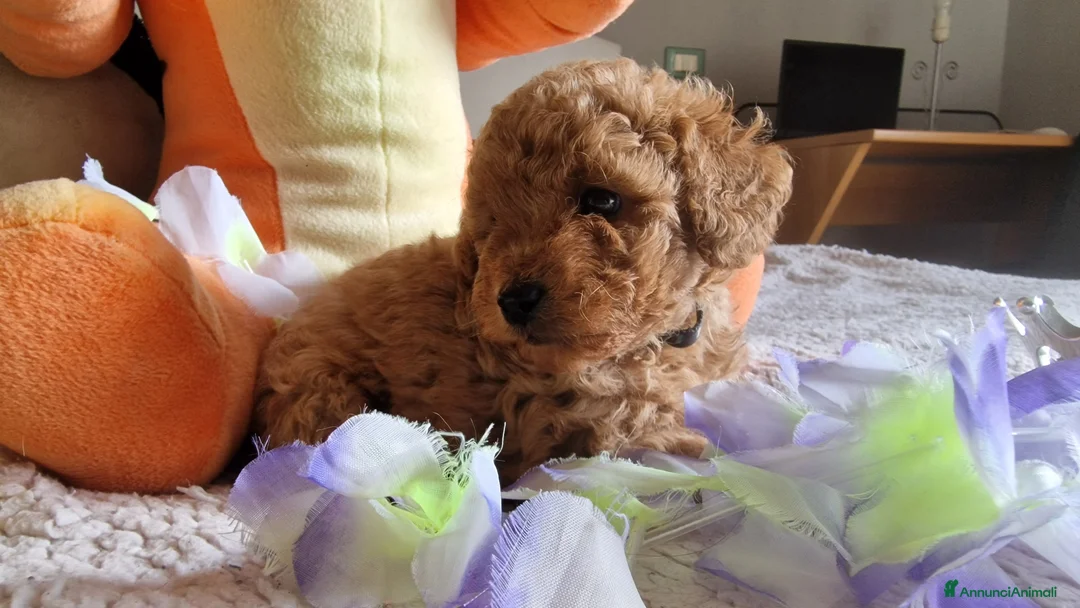 Barboncino cani in vendita: Barboncino - Annuncio 6