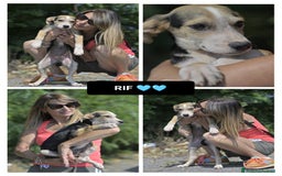 Altre razze cani in regalo: RIF 3SeRIF, 3 MESI (01/04/25) a Provincia di Bergamo - Immagine 1
