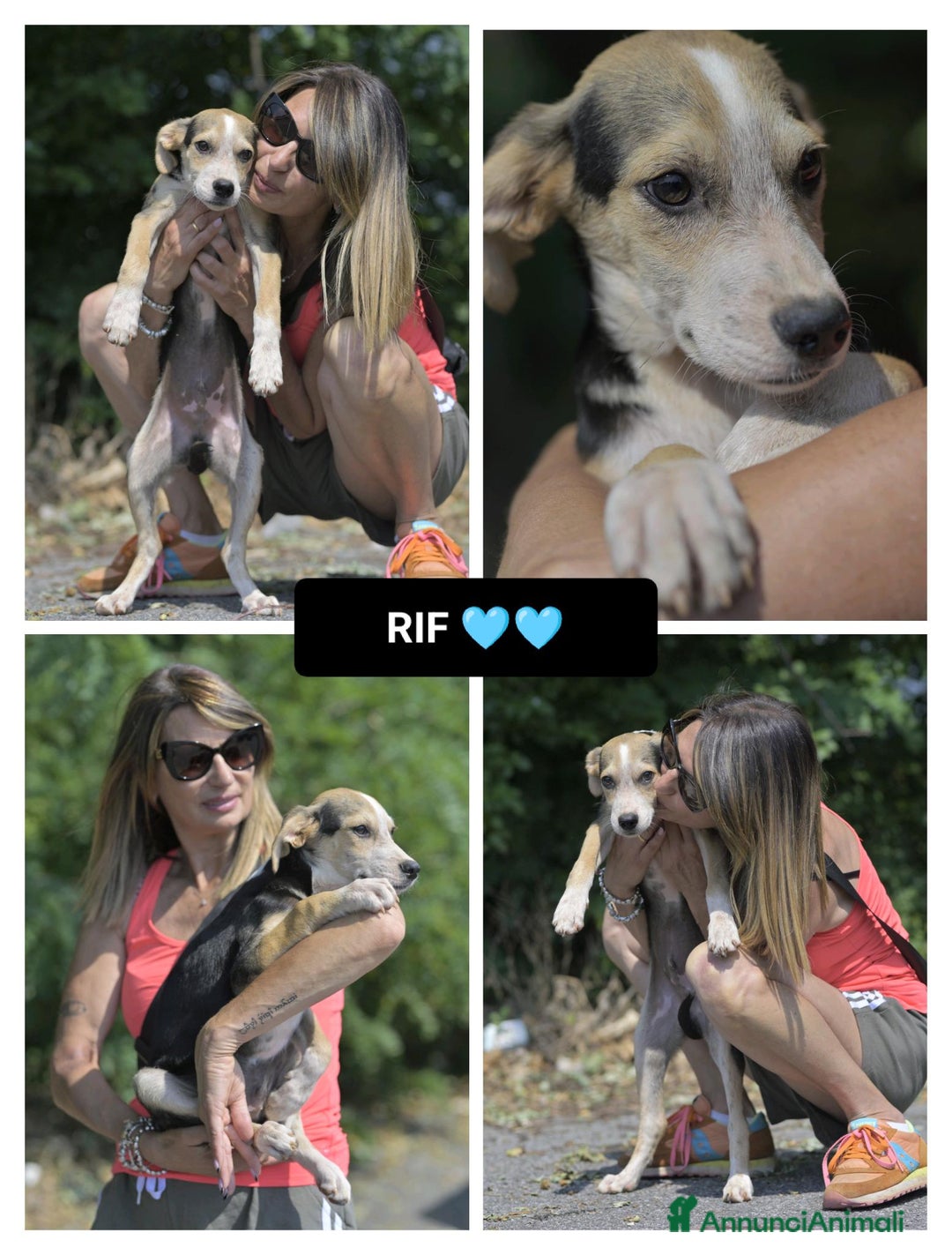 Altre razze cani in regalo: RIF 3SeRIF, 3 MESI (01/04/25) a Provincia di Bergamo - Immagine 1