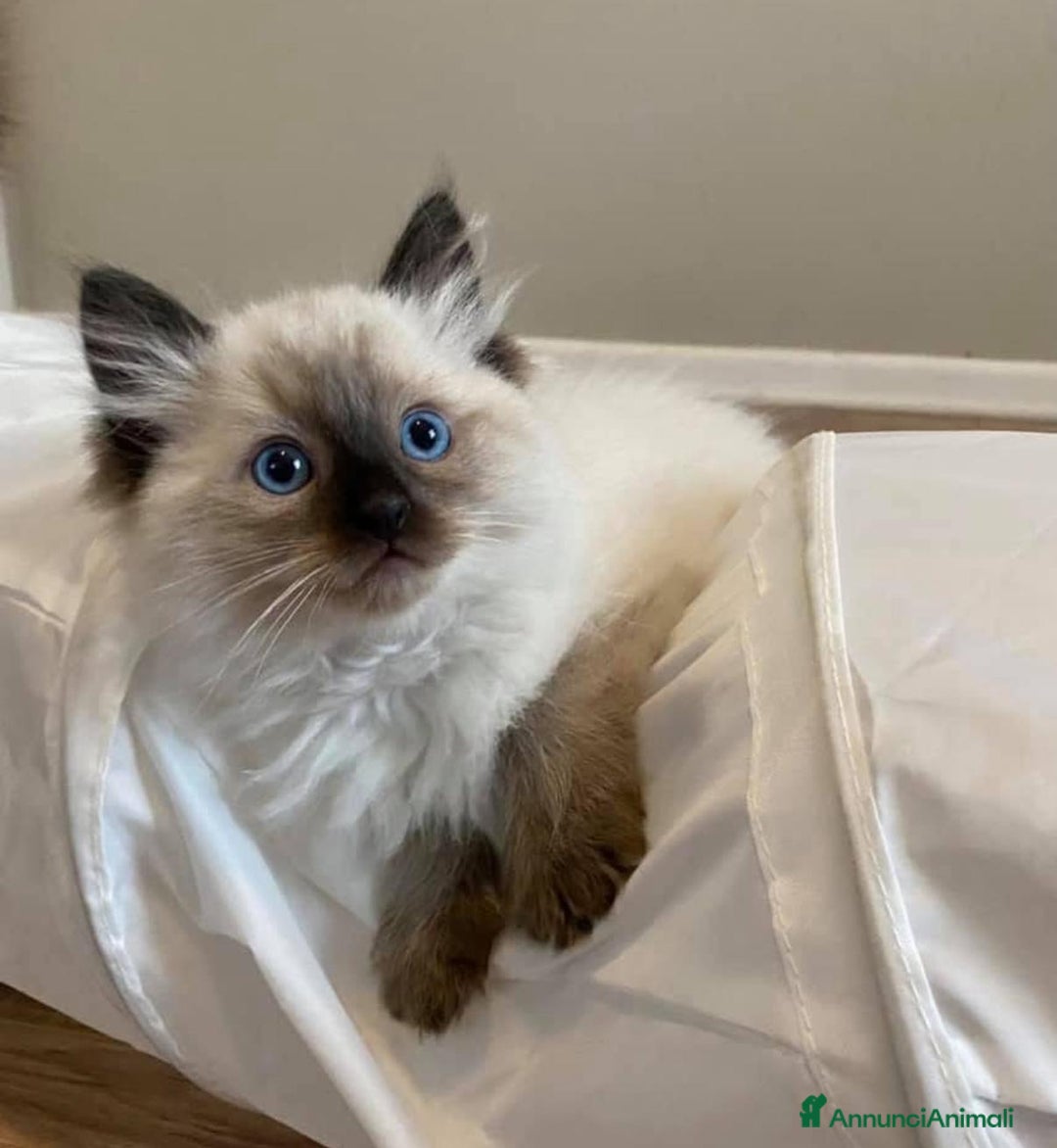 Ragdoll gatti in vendita: Cuccioli di ragdoll - Annuncio 2