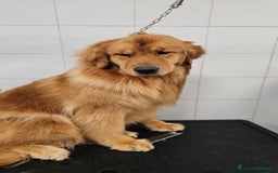 Golden Retriever cani in vendita: Cucciolo golden retriever  a Valle d'Aosta - Immagine 3