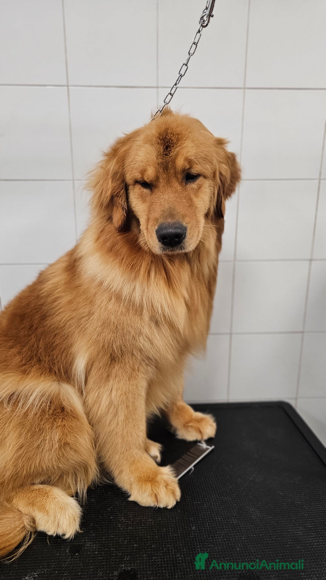 Golden Retriever cani in vendita: Cucciolo golden retriever  a Valle d'Aosta - Immagine 3