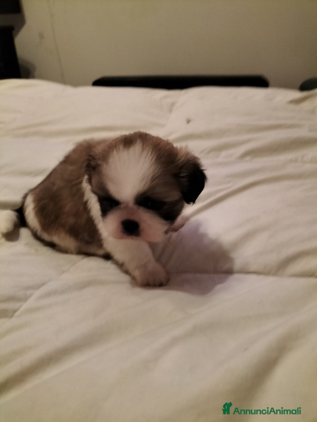 Shih Tzu cani in vendita: Cuccioli di shitzu  - Annuncio 3