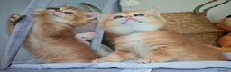Scottish gatti in vendita: Straordinari Cuccioli Scottish - Annuncio 15