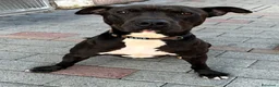 Meticcio cani in regalo: MAX CERCA CASA - Annuncio 3