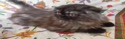 Scottish gatti in vendita: Gattina Scottish longhair  - Annuncio 3