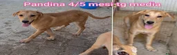 Meticcio cani in regalo: CUCCIOLI SOLI ED ESCLUSI  a Città Metropolitana di Genova - Annuncio 8