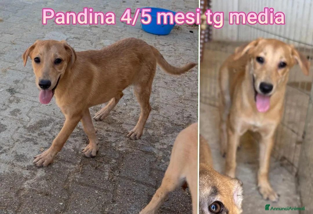 Meticcio cani in regalo: CUCCIOLI SOLI ED ESCLUSI  a Città Metropolitana di Genova - Annuncio 8