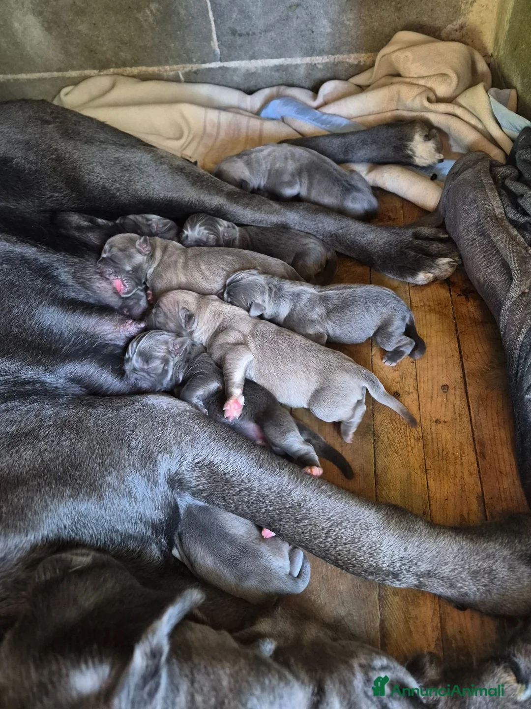 Cane Corso cani in vendita: Cane corso - Annuncio 5