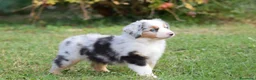 Miniature American Shepherd cani in vendita: MINIATURE AMERICAN SHEPHERD - Annuncio 39