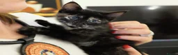 Meticcio gatti in regalo: GATTINA TRICOLORE  a Provincia di Crotone - Annuncio 4
