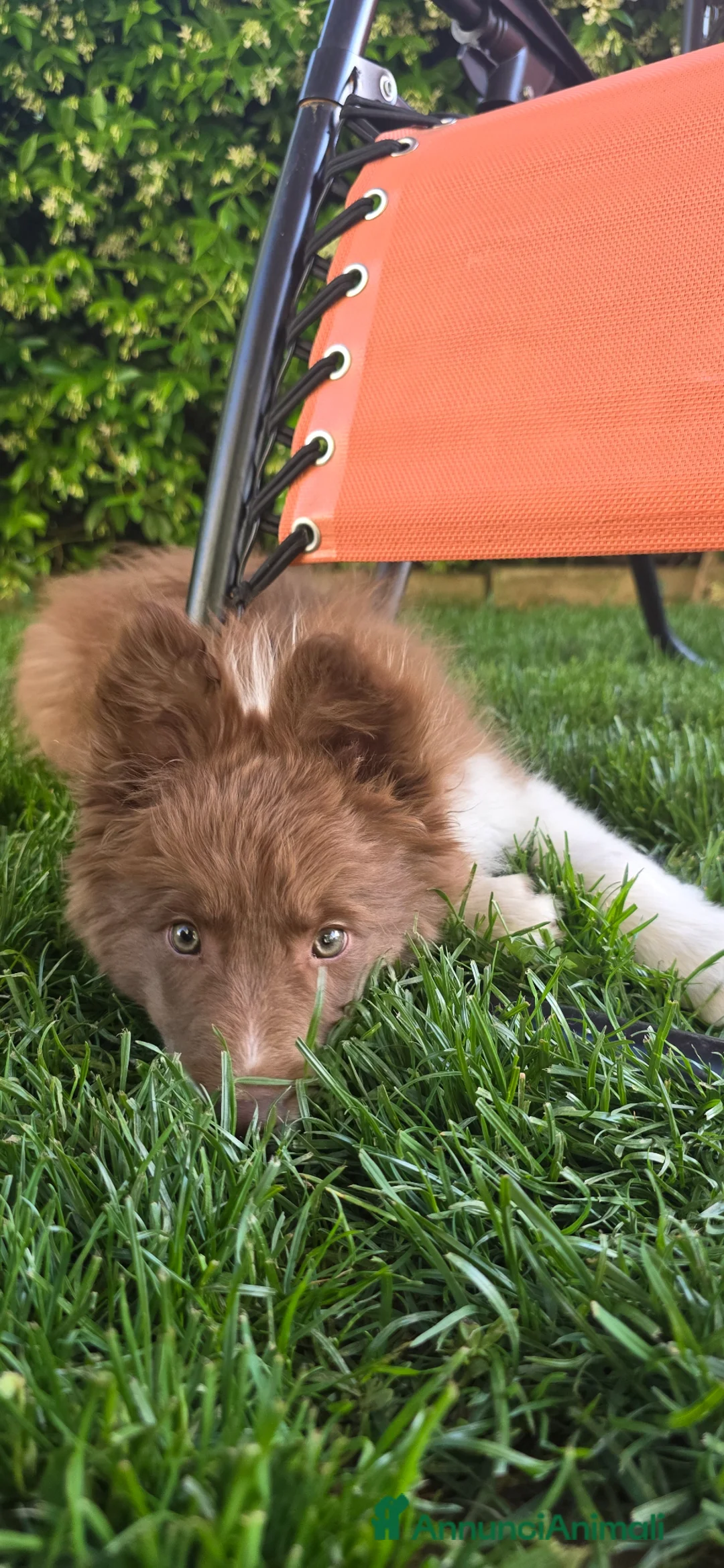 Border Collie cani in vendita: Border collie  - Annuncio 1