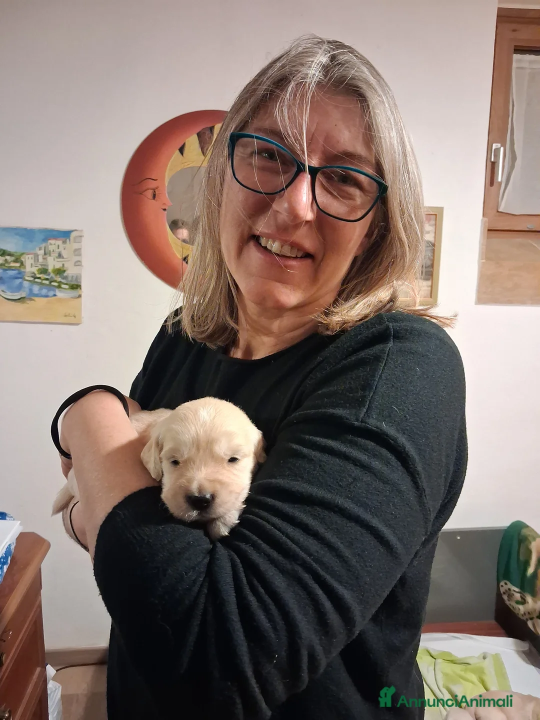 Golden Retriever cani in vendita: Vendesi cuccioli Golden Retriever - Annuncio 13