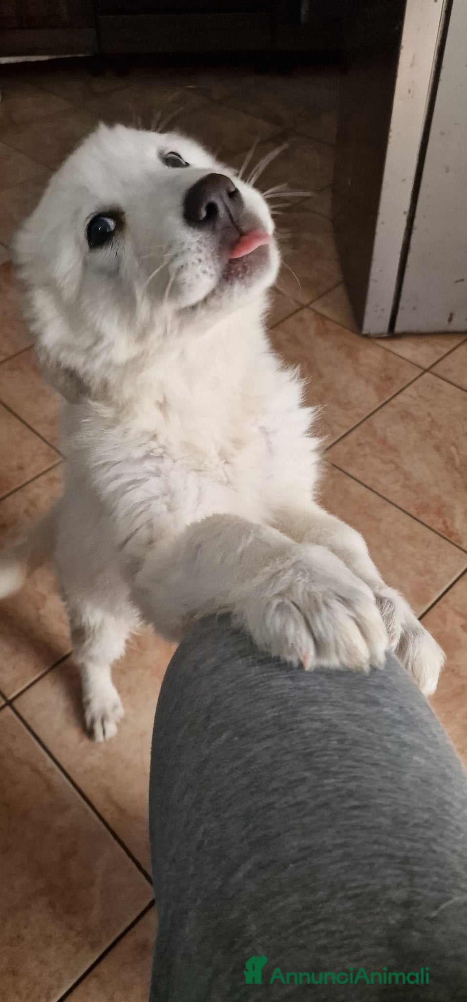 Meticcio cani Martina - Annuncio 9