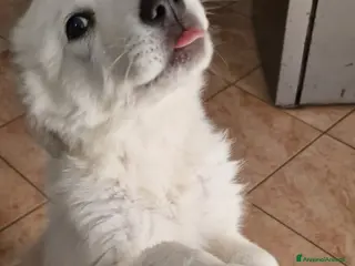 Meticcio cani Martina - Annuncio 9