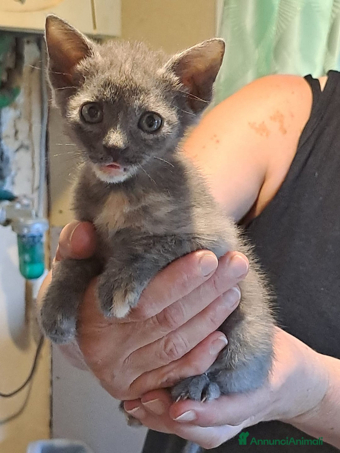 Burmese gatti in regalo: LA SPLENDIDA TEMPESTA - Annuncio 3