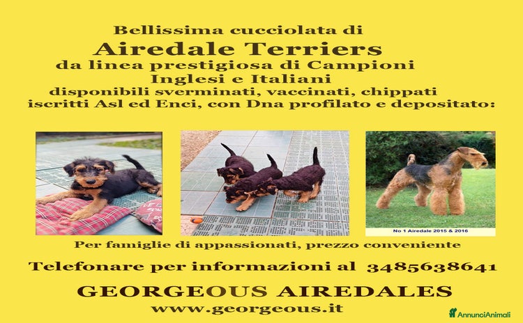 Airedale Terrier cani - Annuncio 1