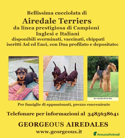 Airedale Terrier cani - Annuncio 1