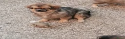 Tibetan Spaniel cani in vendita: Tibetan Spaniel cuccioli - Annuncio 2