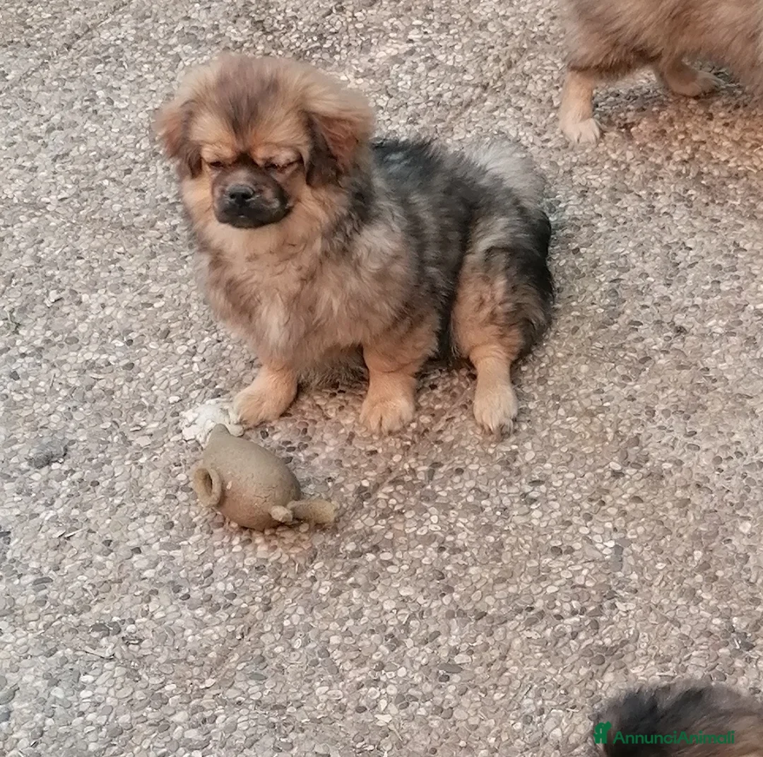 Tibetan Spaniel cani in vendita: Tibetan Spaniel cuccioli - Annuncio 2