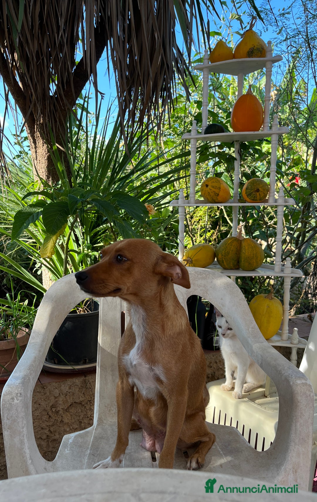 Altre razze cani in regalo: cuccioli incroccio pincher a Provincia di Sassari - Immagine 2