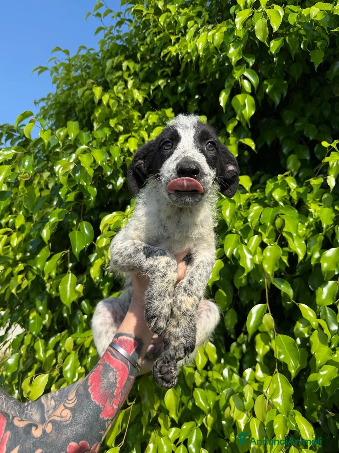 Meticcio cani in regalo: GIULIA 🩷 il suo momento deve ancora arrivare a Provincia di Novara - Annuncio 1
