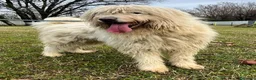 Meticcio cani in regalo: BELLE BELLISSIMO CERCA CASA - Annuncio 13