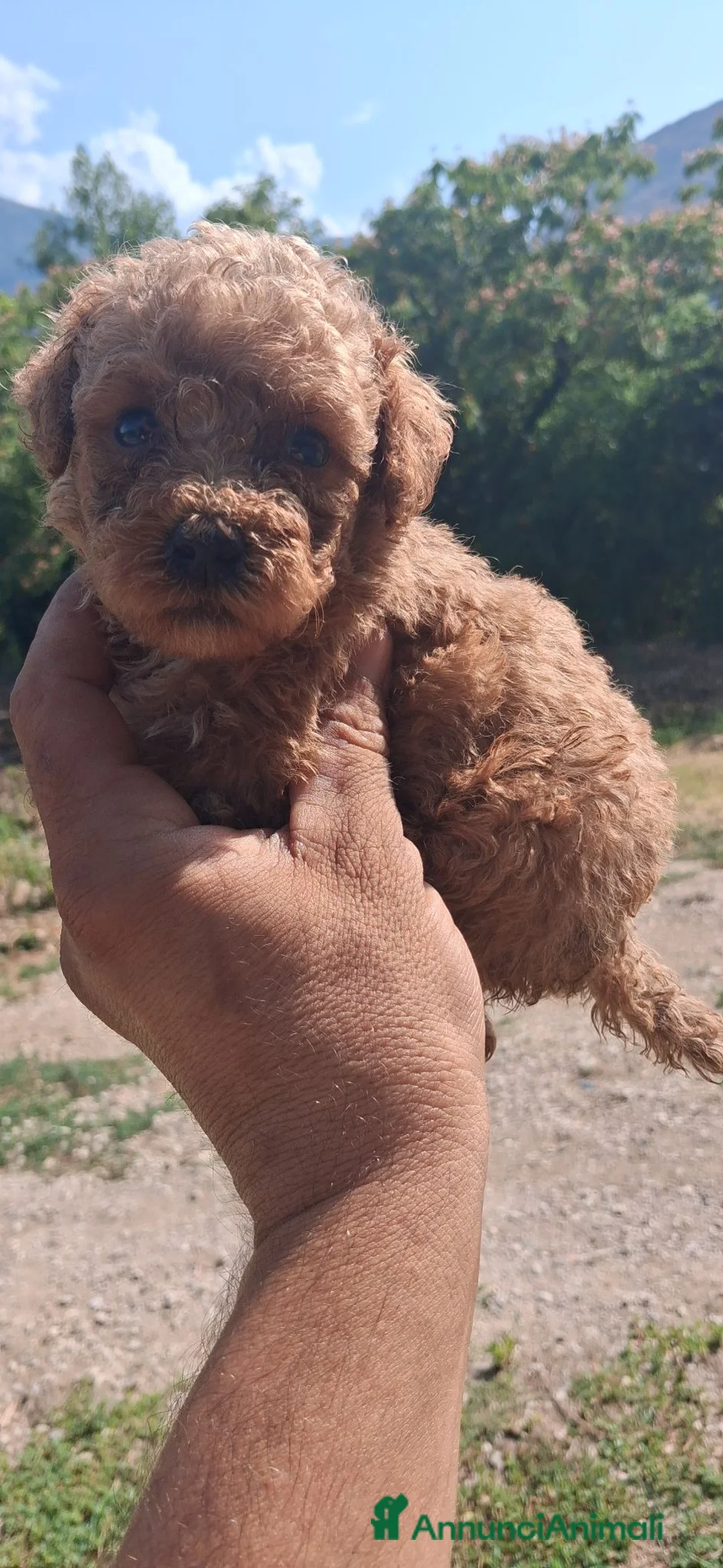 Barboncino Toy cani in vendita: Cuccioli di barboncino  mini mini toy  a Città metropolitana di Roma Capitale - Annuncio 4