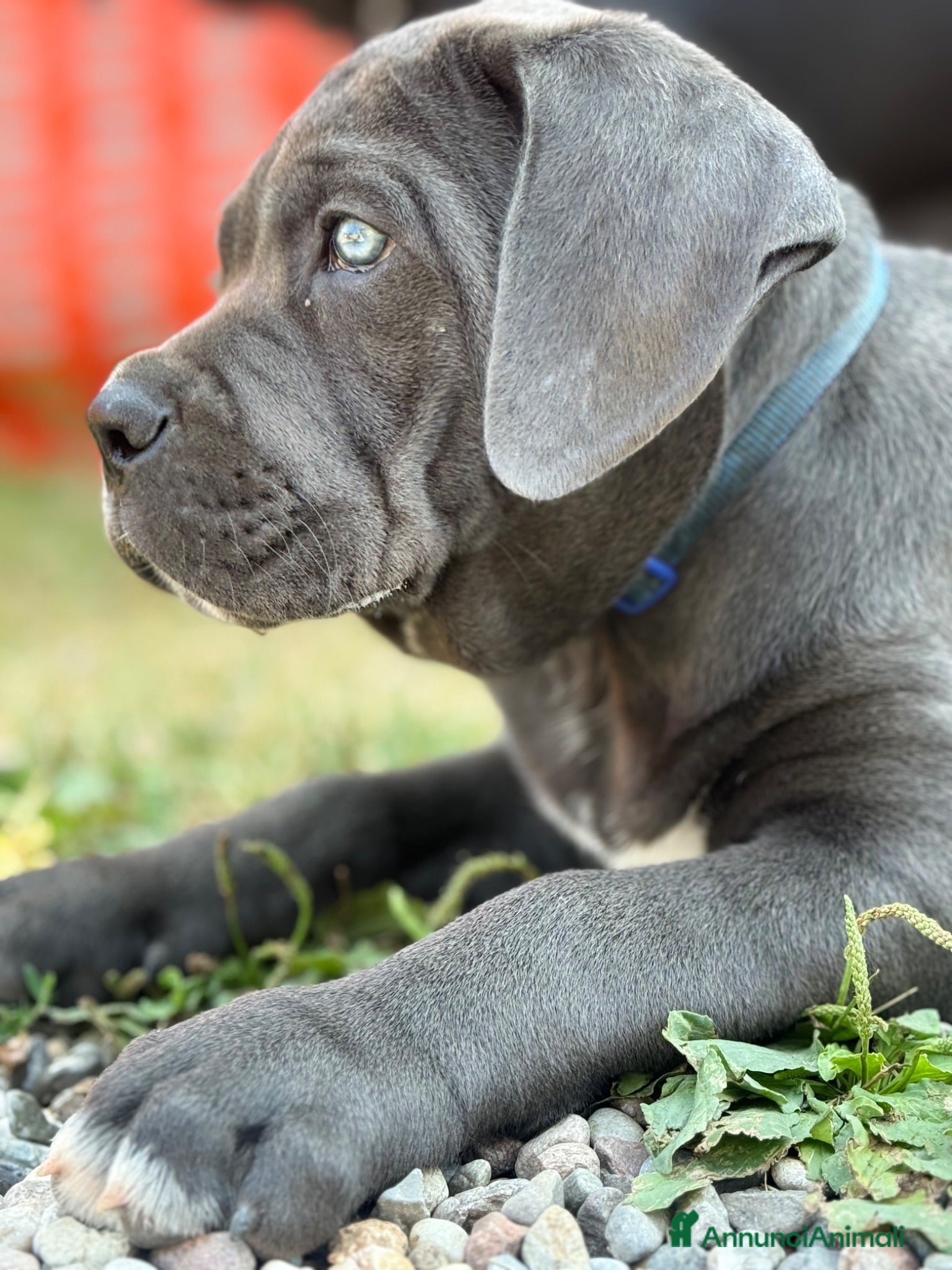 Cane Corso cani Corso piombo - Annuncio 1