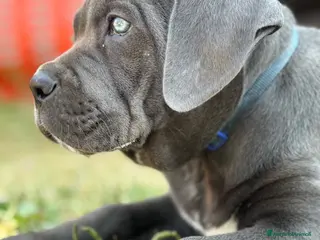 Cane Corso cani Corso piombo - Annuncio 2