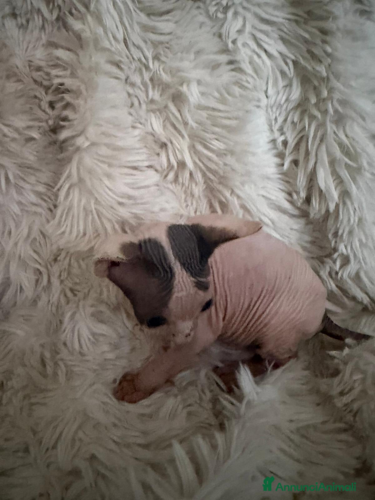 Sphynx gatti Sphynx femmine - Annuncio 2