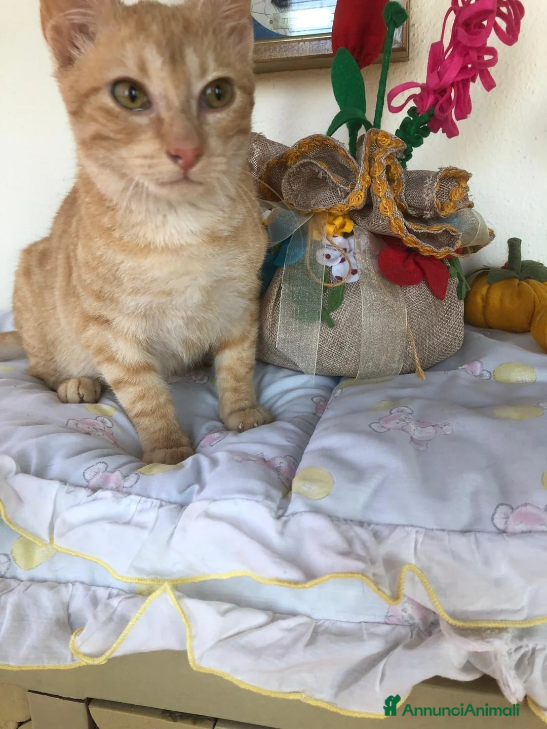 Meticcio gatti in regalo: GATTINO COCCOLONE - Annuncio 16