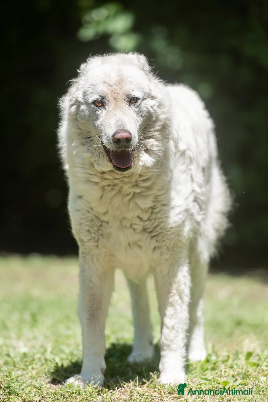 Meticcio cani in regalo: MINERVA UNA VITA DI STENTI, ORA IN CANILE - Annuncio 4