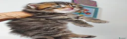 Siberiano gatti in vendita: Cuccioli di gatto Siberiano Certificati  - Annuncio 3