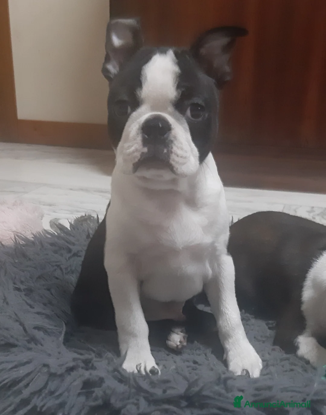 Boston Terrier cani in vendita: Cucciolo di Boston terrier con pedigree ENCI/FCI  - Annuncio 1
