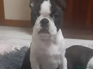 Boston Terrier cani Cucciolo di Boston terrier con pedigree ENCI/FCI - Annuncio 10
