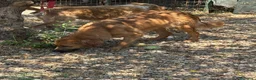 Meticcio cani in regalo: 11 mesi, carattere splendido  - Annuncio 7