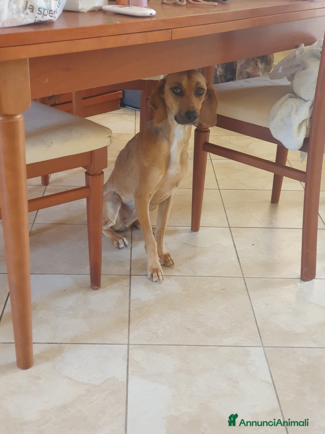 Segugio cani in regalo: NANDA a Provincia di Modena - Annuncio 8