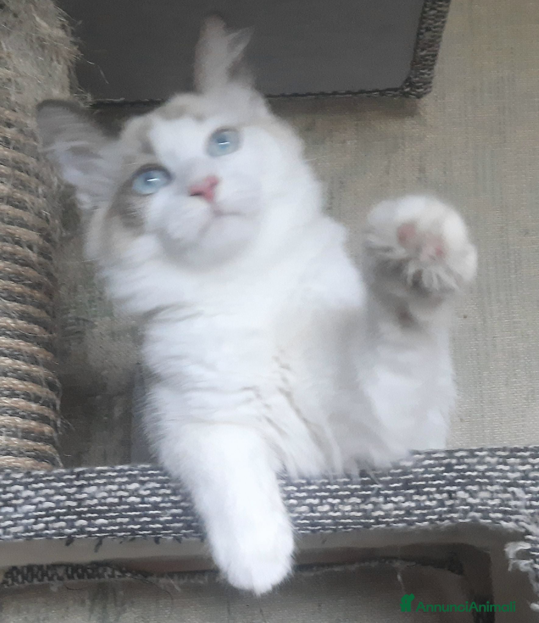 Siberiano gatti Cucciolini di gatto siberizno cresciuti in casa - Annuncio 3