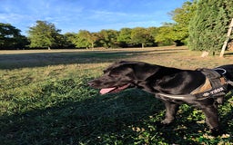 Labrador cani per accoppiamento: Labrador nero per accoppiamento monta pedigre enci - Immagine 2