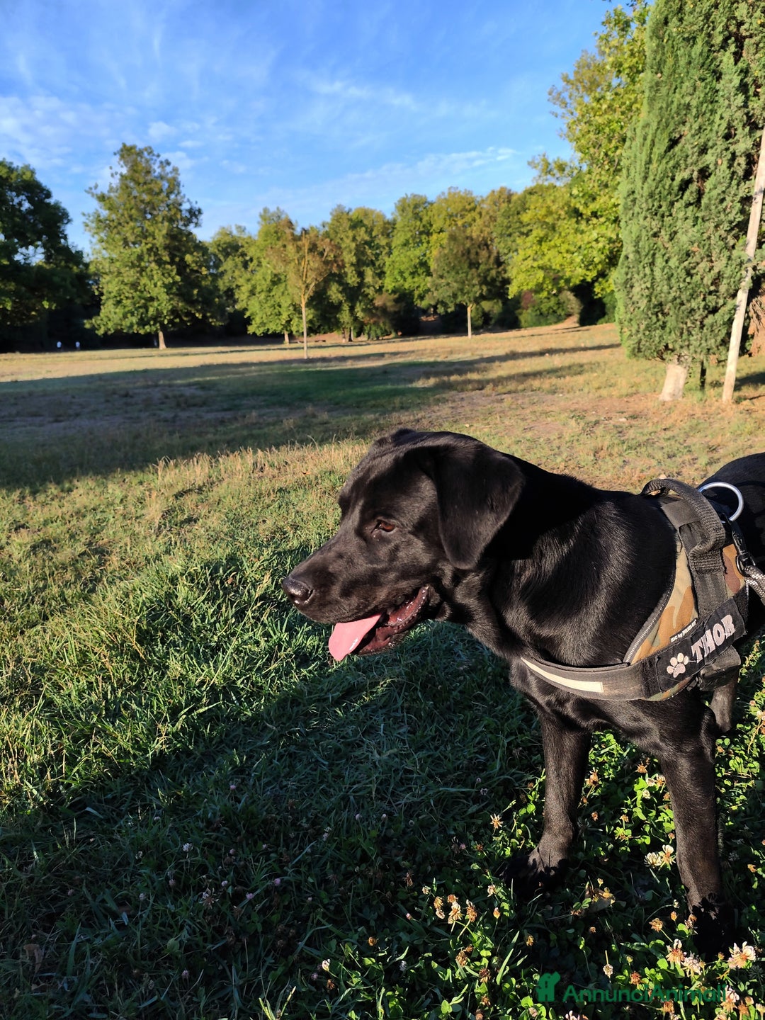Labrador cani per accoppiamento: Labrador nero per accoppiamento monta pedigre enci - Immagine 2